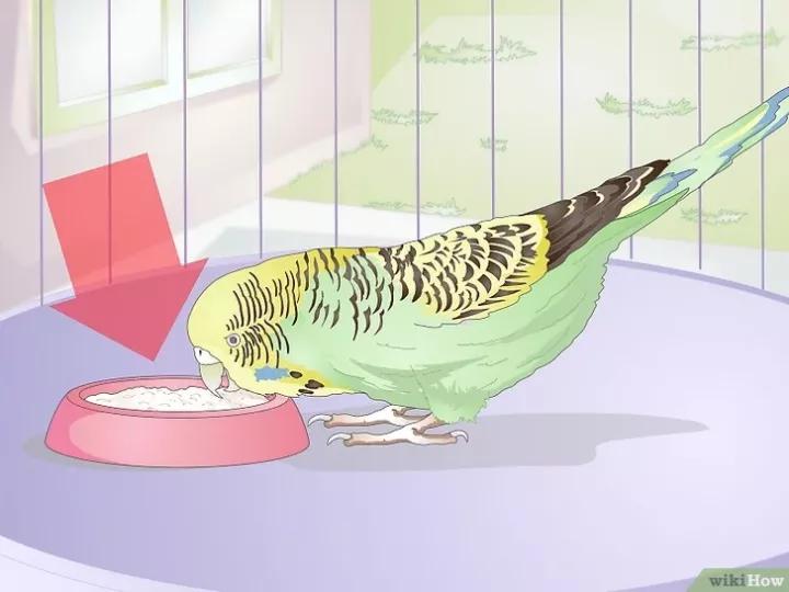 如何喂养虎皮鹦鹉,虎皮鹦鹉人工喂养