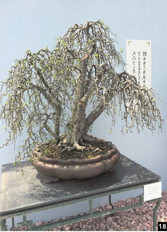 盆景修行,学习盆景技术最好的书