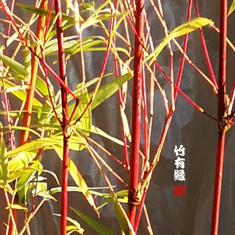 观赏竹怎么养护种植,养竹用什么营养液