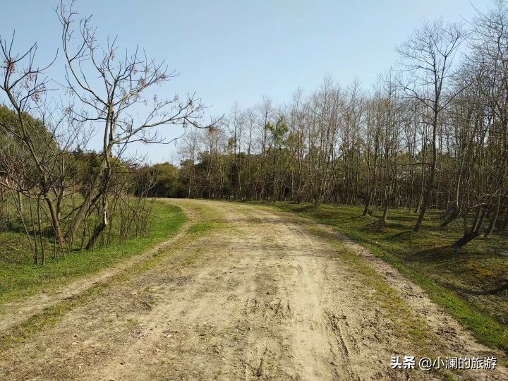 最大的上海森林公园,在上海郊区一座低调的森林公园