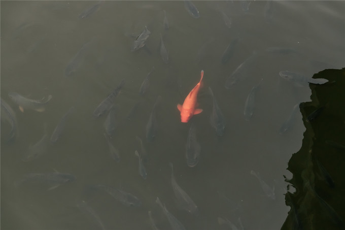 厦门旅游攻略两天两夜详细攻略,厦门旅游攻略一日游详细攻略