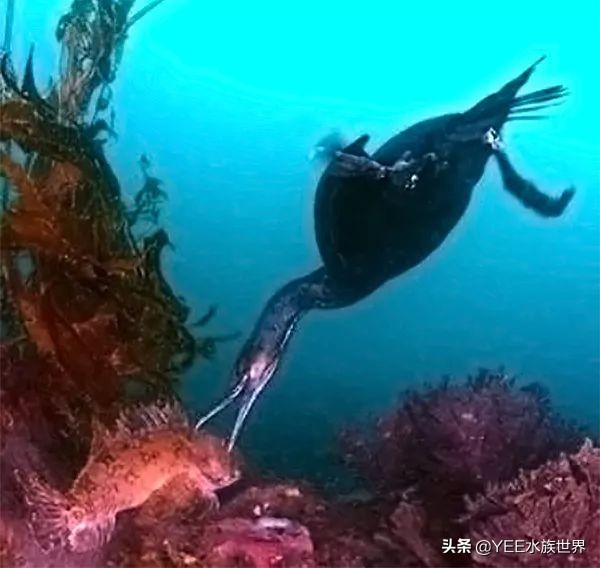 鱼鹰老人：可不可以，不要忘了我们