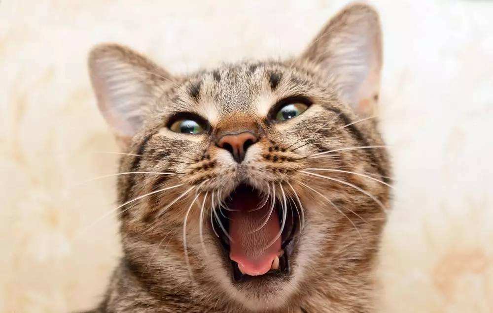 铲屎官嫌弃小狗口臭,怎么解决猫咪口臭的问题