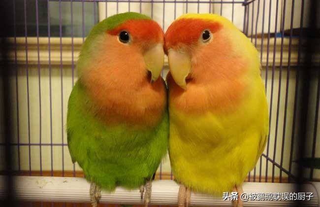 4种可以养的鹦鹉,儿童养鹦鹉应该养什么种类的鹦鹉