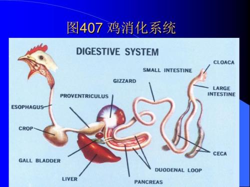 积食怎么弄鸡内金给宝宝吃,小孩积食用鸡内金的量怎么把握