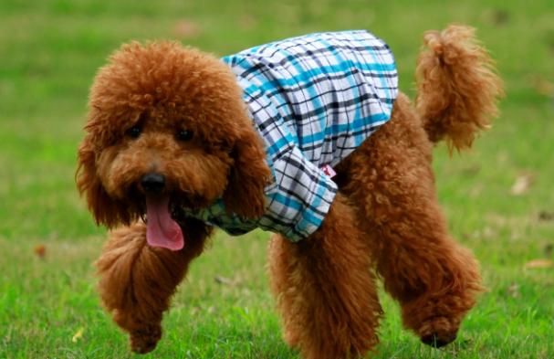 狗狗没了一只眼睛,狗狗只有一个睾丸正常吗