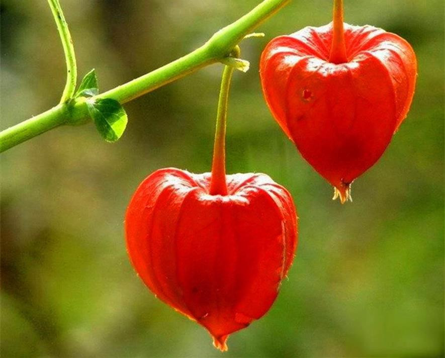 百种水果,100种果子大全