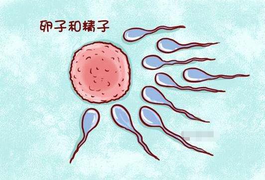 女性结扎后卵子去了哪里,女人结扎后卵子就排出体外啥原因