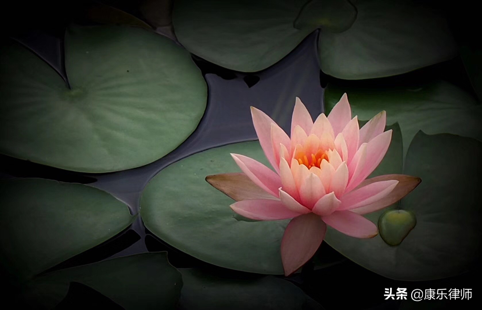 游戏账号被封永久能打赢官司吗,游戏账号封禁问题去哪里维权