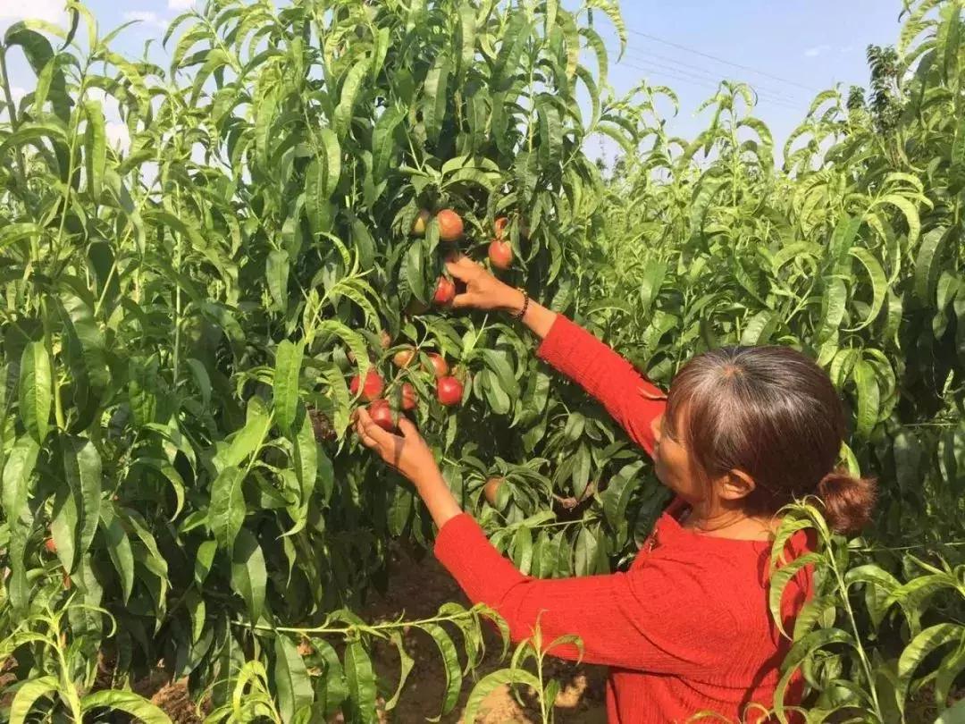 攀枝花务本油桃基地,攀枝花务本油桃采摘园