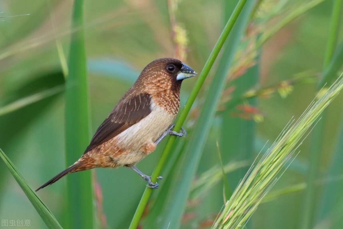 广东常见鸟类图谱和名称图文,东江揽胜鸟类