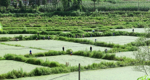 山野莼菜,浙江野生莼菜有哪些特点