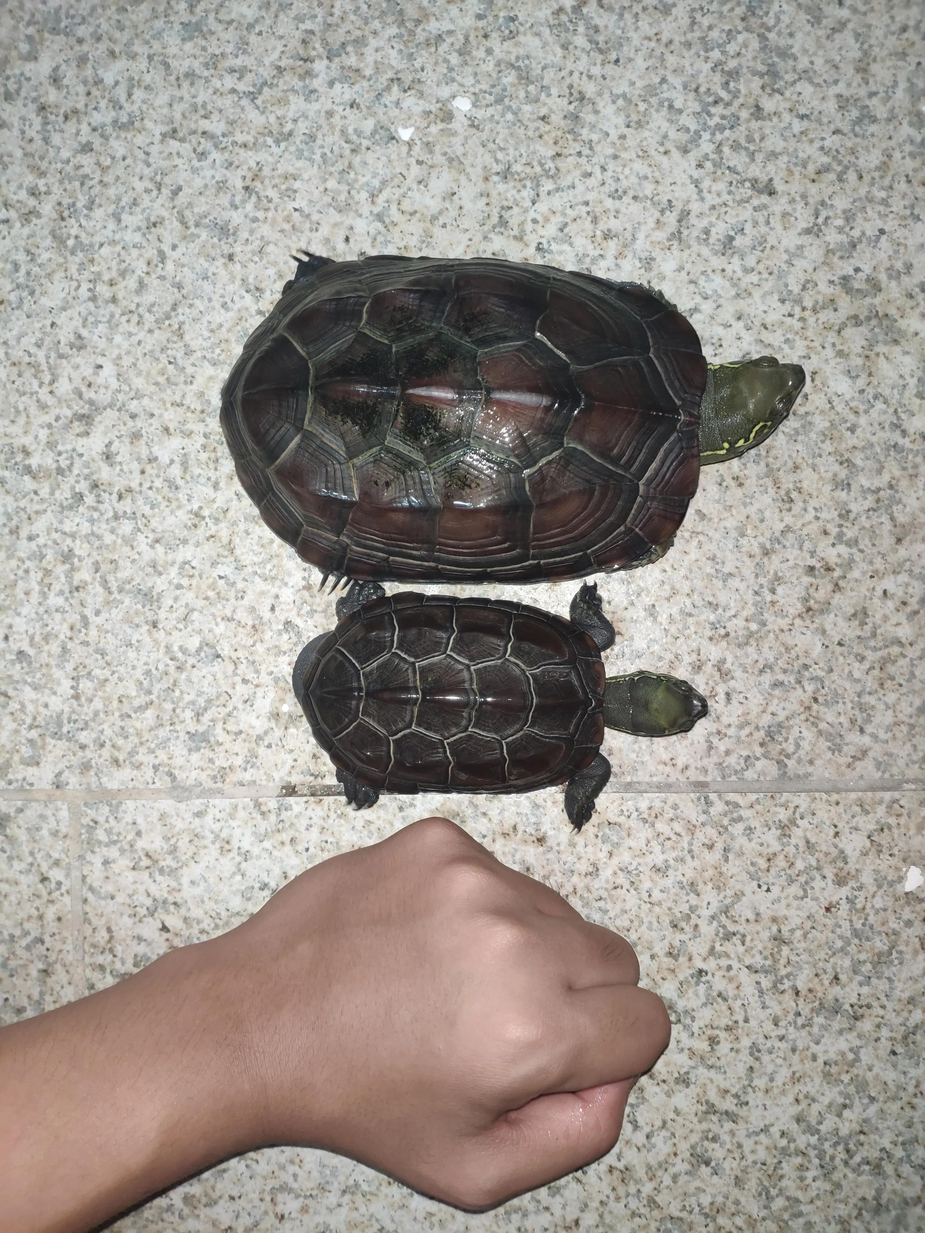 一入龟坑深度解析,养龟新手踩坑