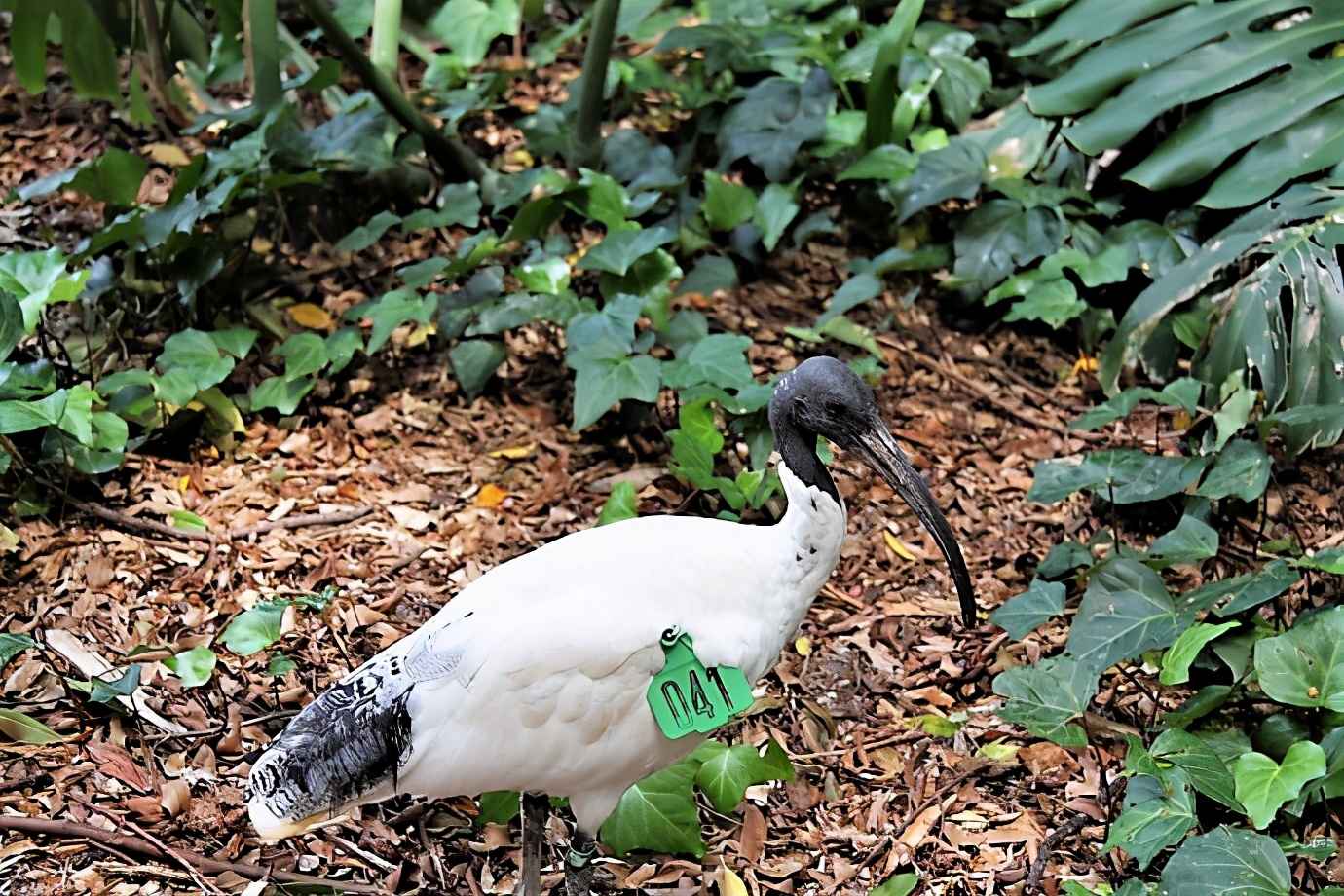 悉尼皇家植物园和海德公园,伦敦和悉尼海德公园