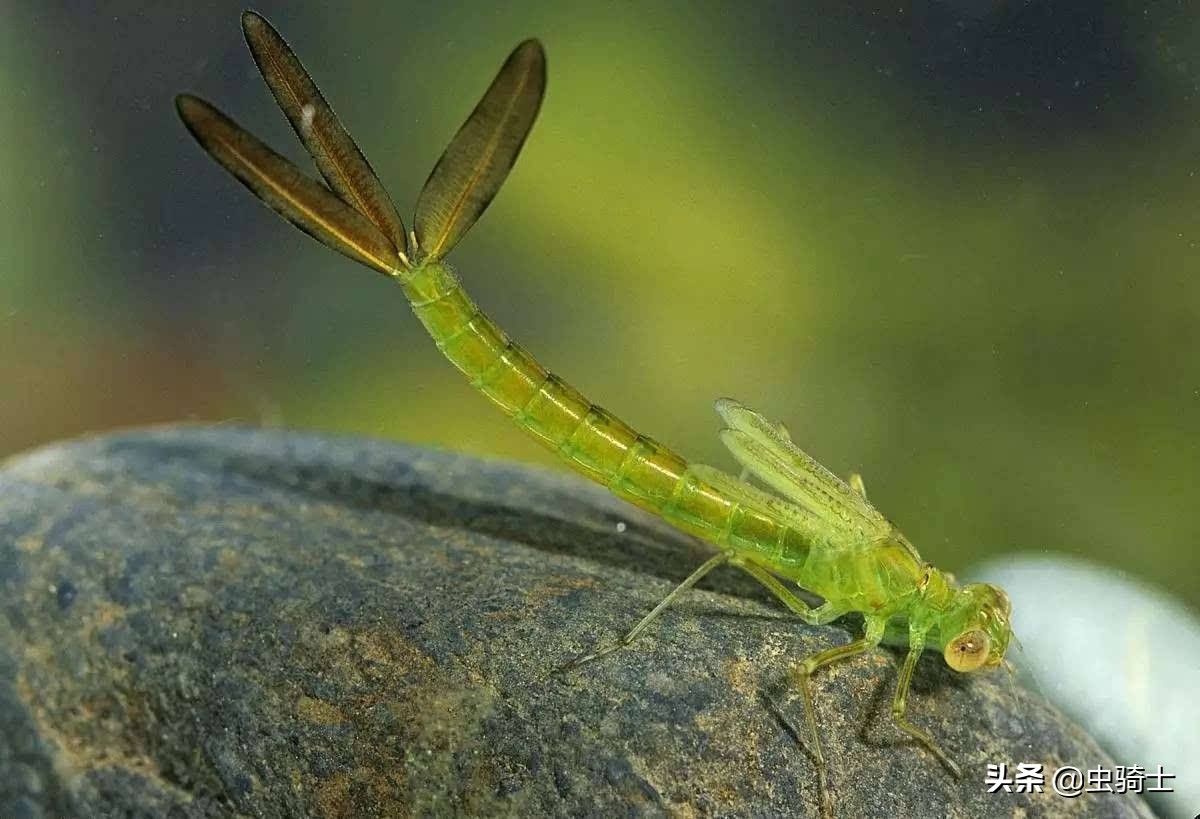 自然科学科普知识昆虫,其实很常见但是很神奇的昆虫