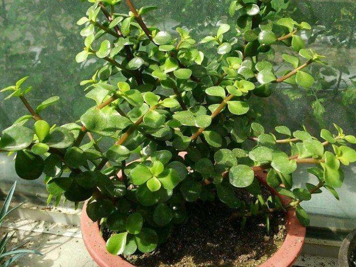 鹅掌木招财树,鹅掌木好养吗