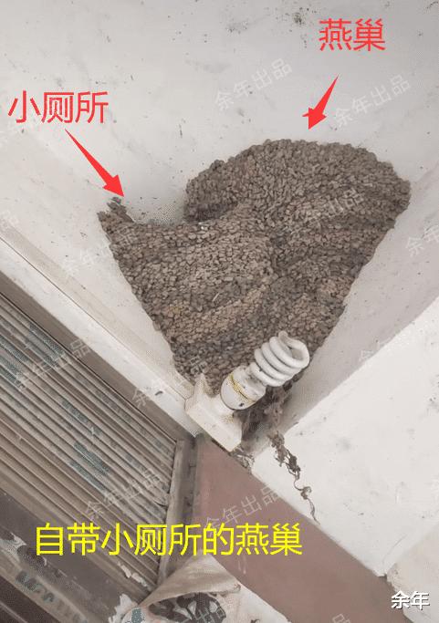 稀奇！河南一家嫌脏两次捣毁燕巢，第3次燕子筑巢自带“小厕所”