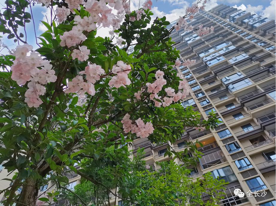 长沙的房价真的十年没涨么,长沙房地产政策最新消息