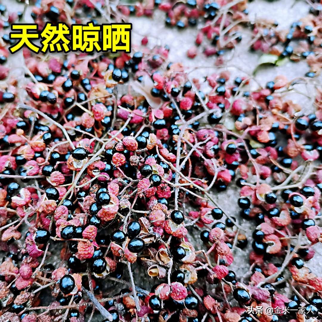 花椒好吃但是摘花椒也辛苦,教给大家采摘花椒的小技巧