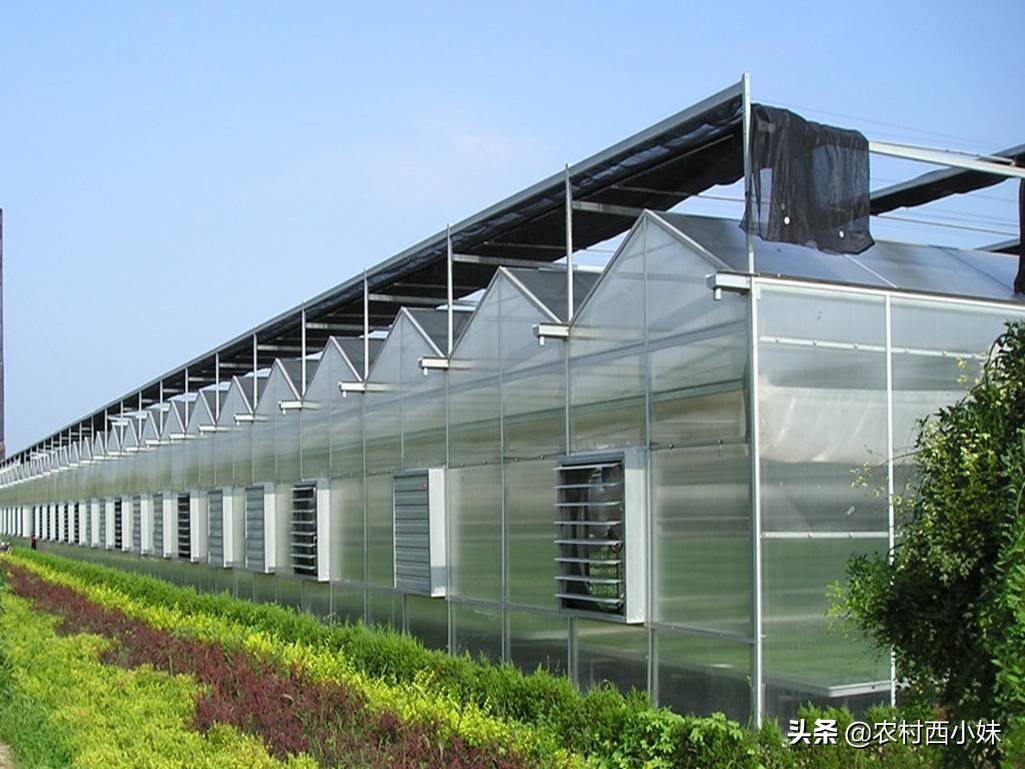 温室大棚种植规模化，四种大棚的优缺点，你应该知道