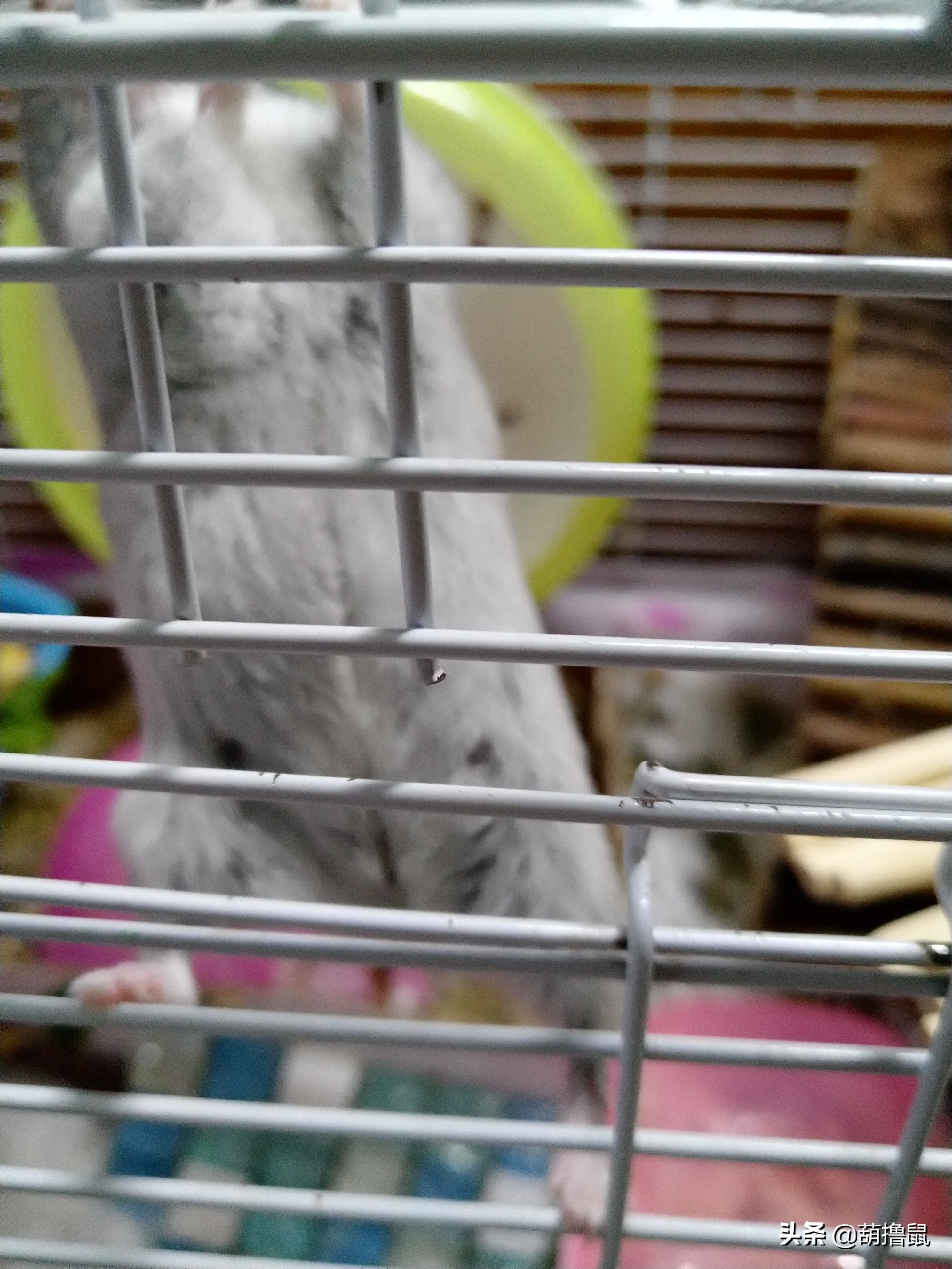 仓鼠怀孕后的注意事项,仓鼠生育注意什么事项图片