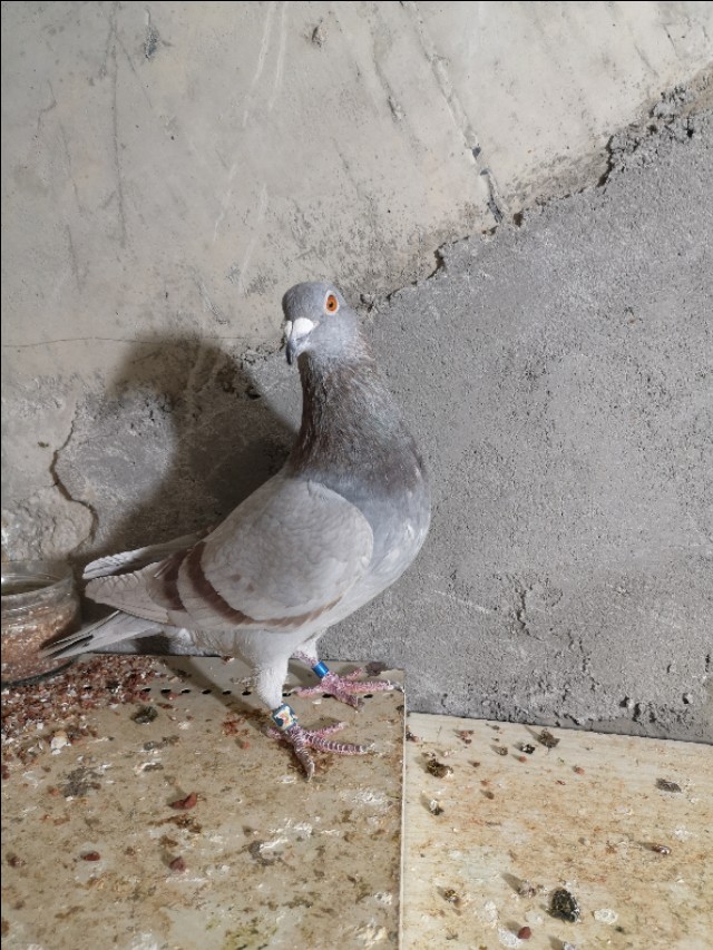 喜欢赛鸽的朋友，一定为秋赛前如何做条苦恼过吧，哪种方法正确？