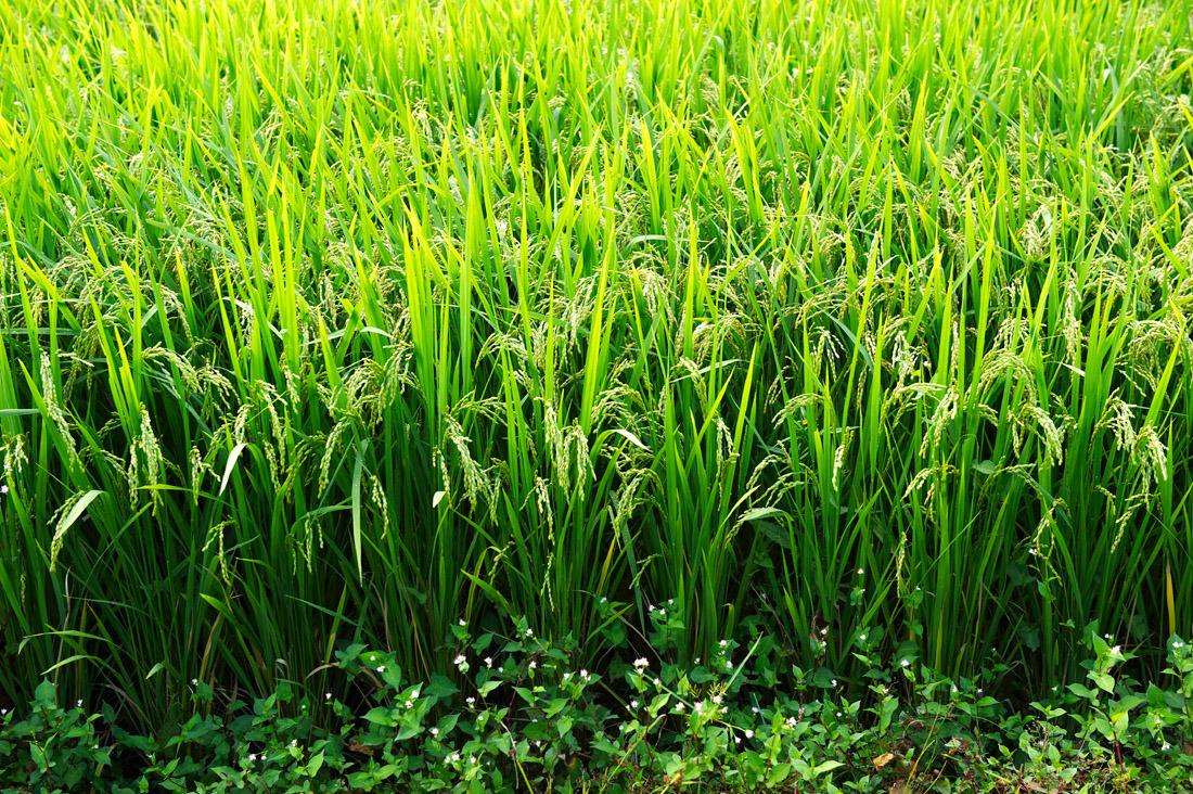 三伏里面有一九什么意思,三伏是什么寓意