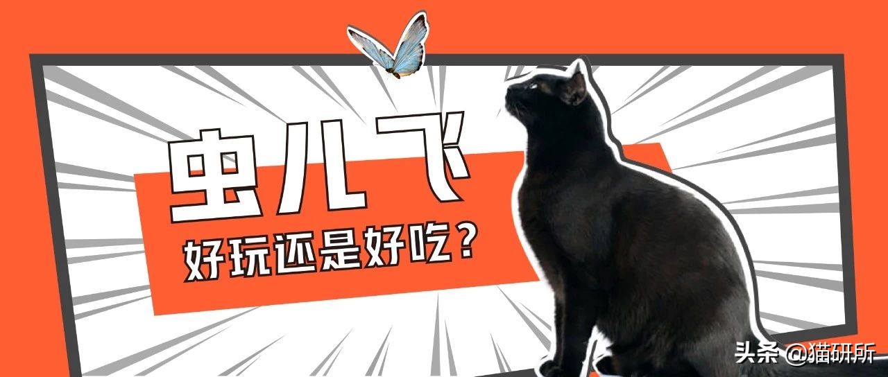 猫咪吃蟑螂该怎么教导,猫咪不小心吃了蟑螂怎么办