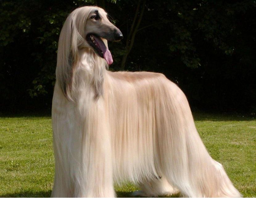 十大最适合懒人吉娃娃养的狗排名,这5种宠物狗生命力顽强