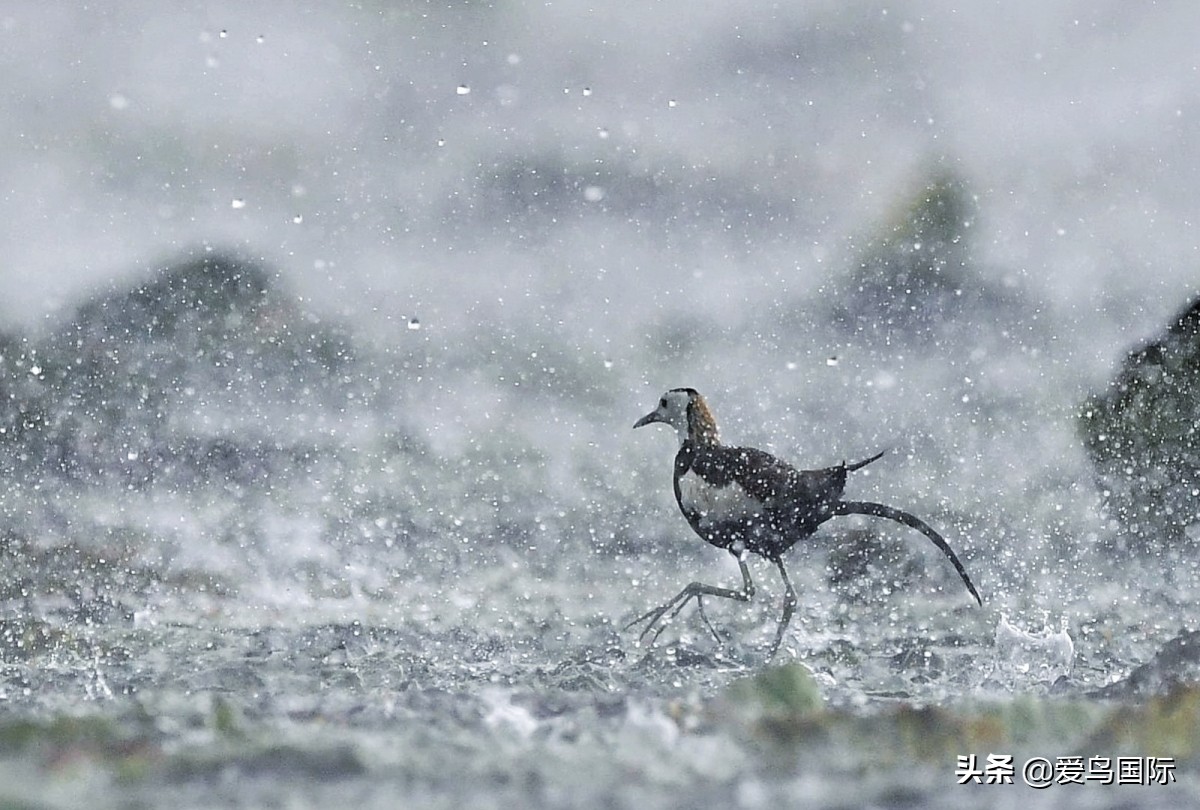 2020观鸟,观鸟大年影片