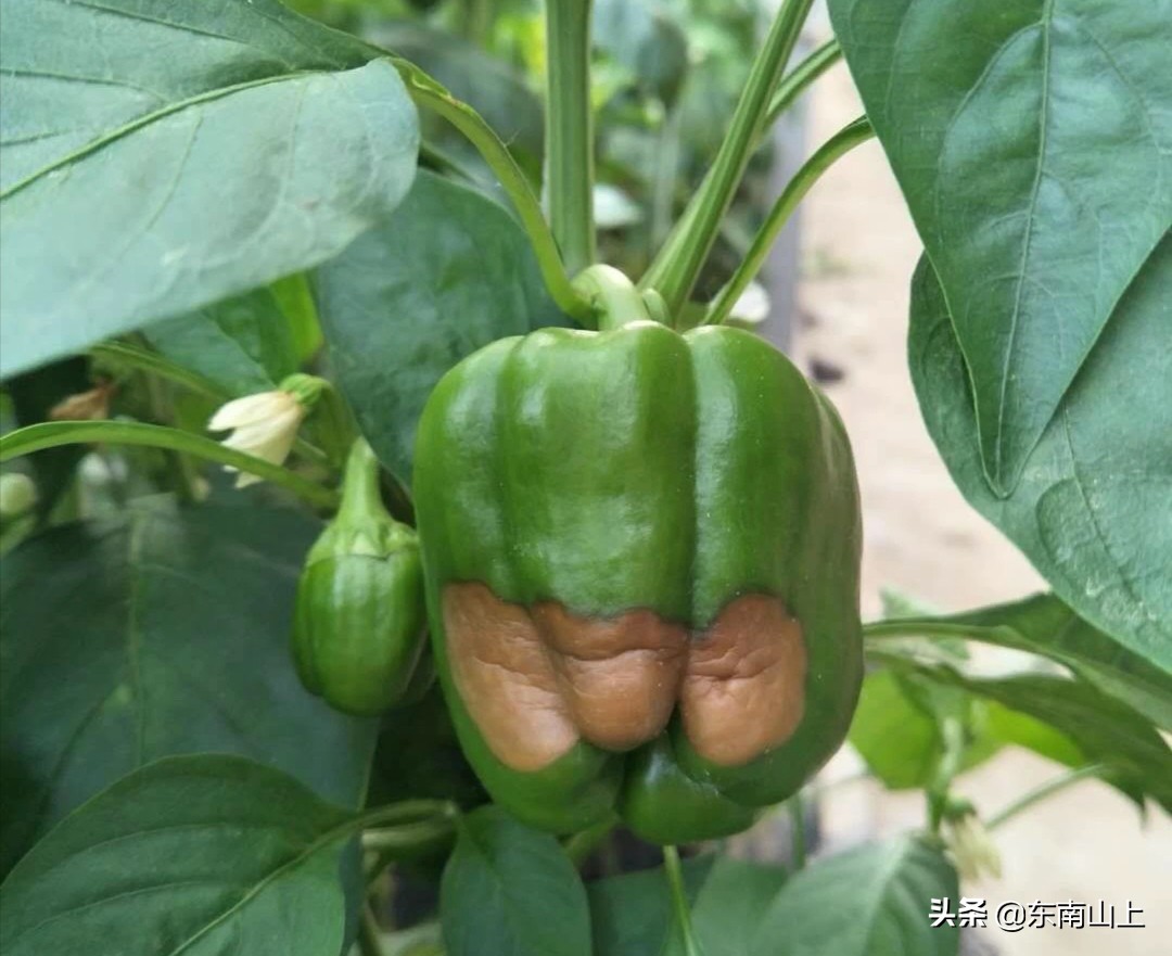 钙元素的性质,钙元素和微量元素分别是什么