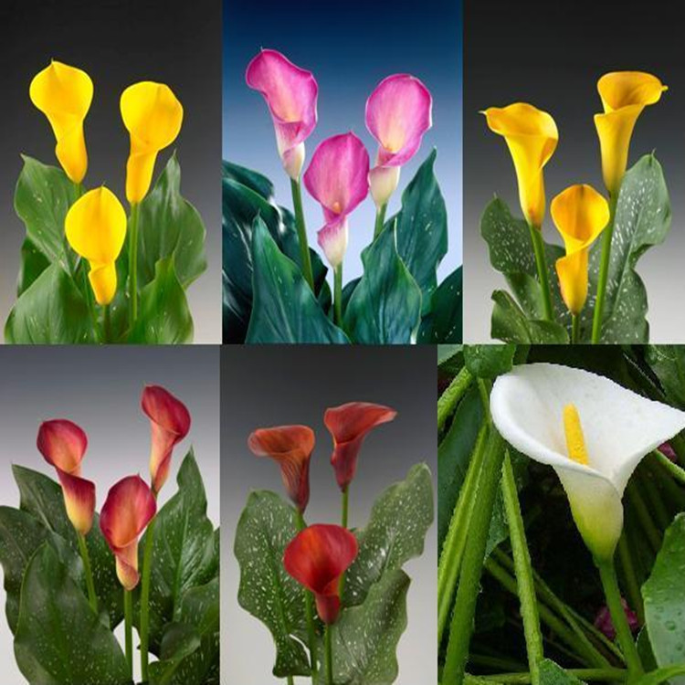 马蹄莲养殖方法和注意事项大全,马蹄莲的养殖方法和注意事项