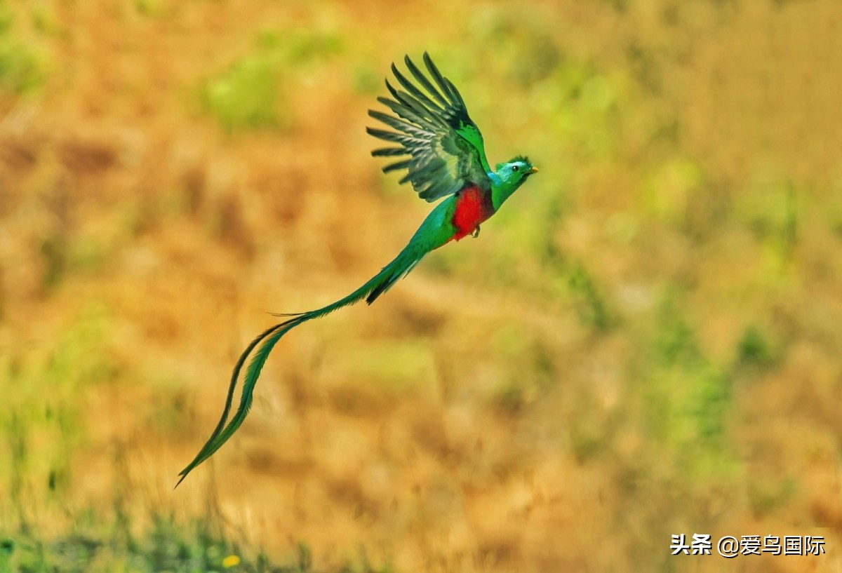 极简鸟类摄影欣赏,2019鸟类摄影作品欣赏