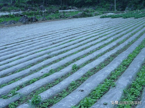 除草技巧,地膜除草最好的方法