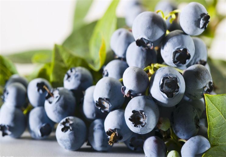 蓝莓泡几分钟可以消除果蝇,防治蓝莓果蝇的特效药