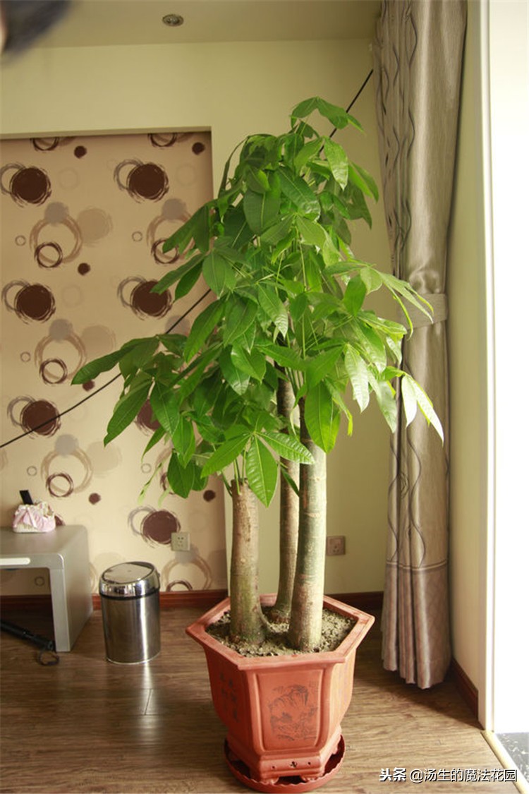 发财树叶子上有白斑是什么原因,发财树叶子有白斑是咋回事啊