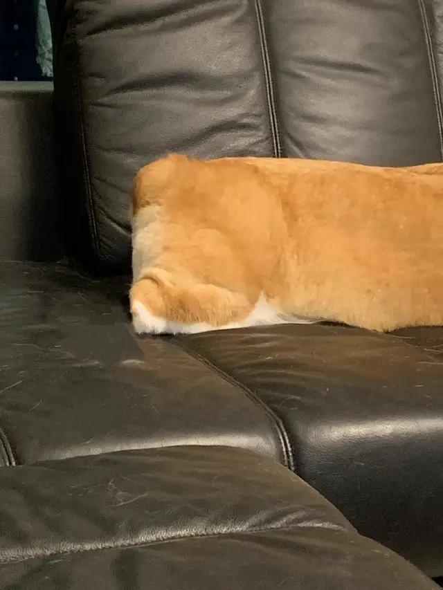 哈哈哈哈哈我笑到我家的狗偷开邻居家的车送我去精神病院