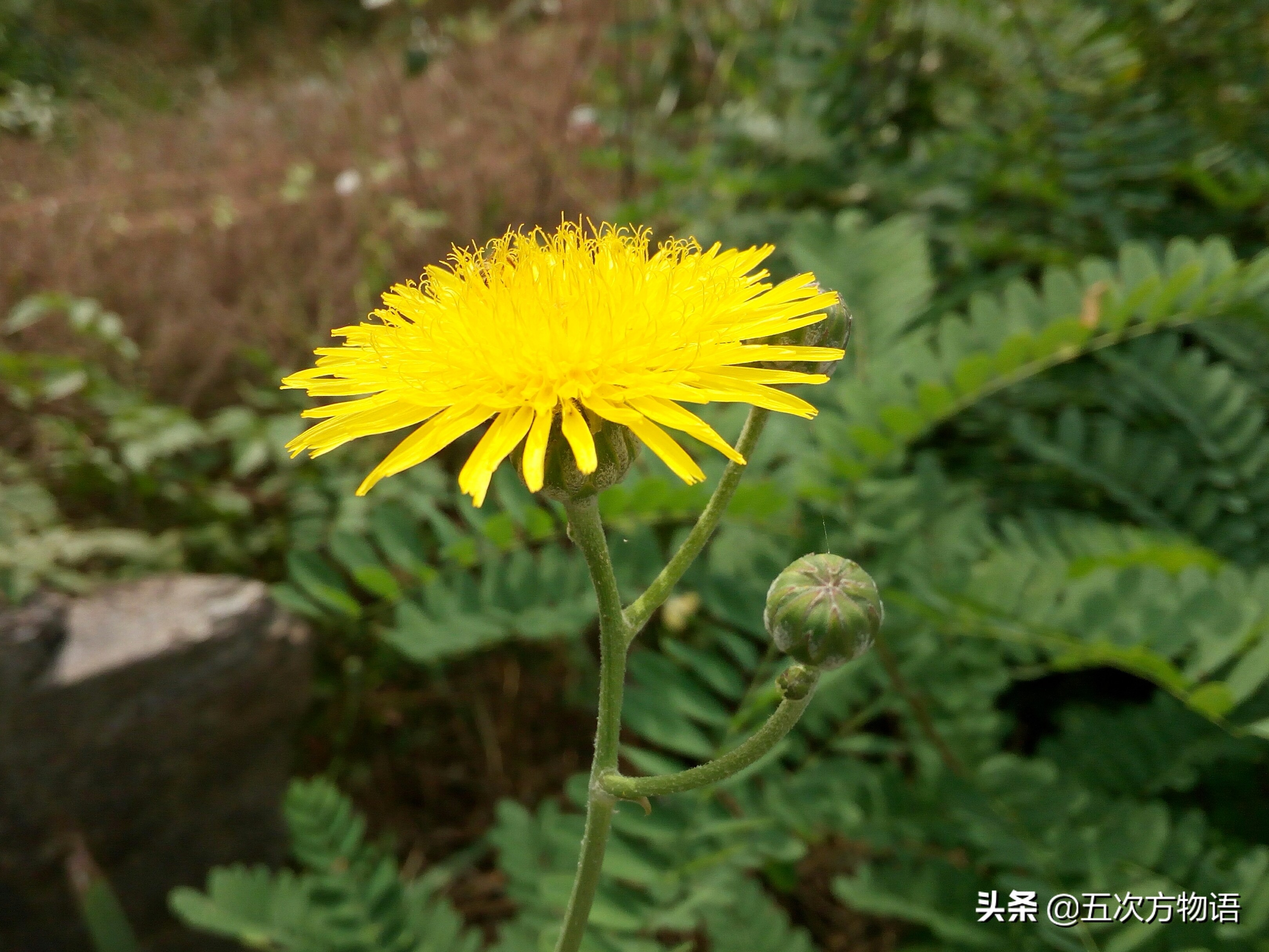带你详细了解蒲公英,想了解一下蒲公英的图片
