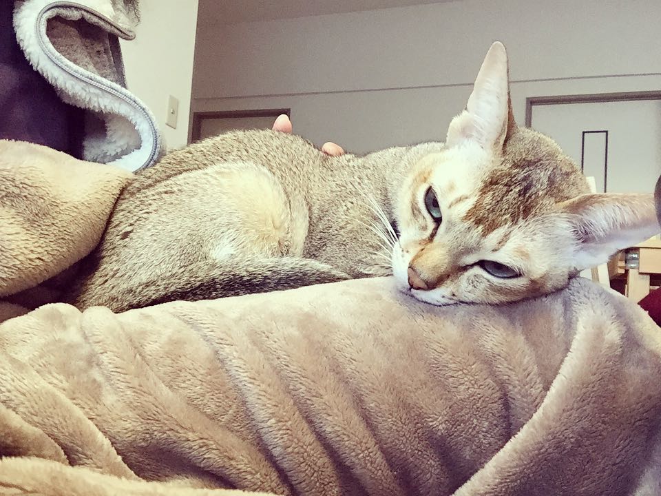 猫经常吃宠物火腿肠会怎么样,猫经常吃鱼内脏好不好