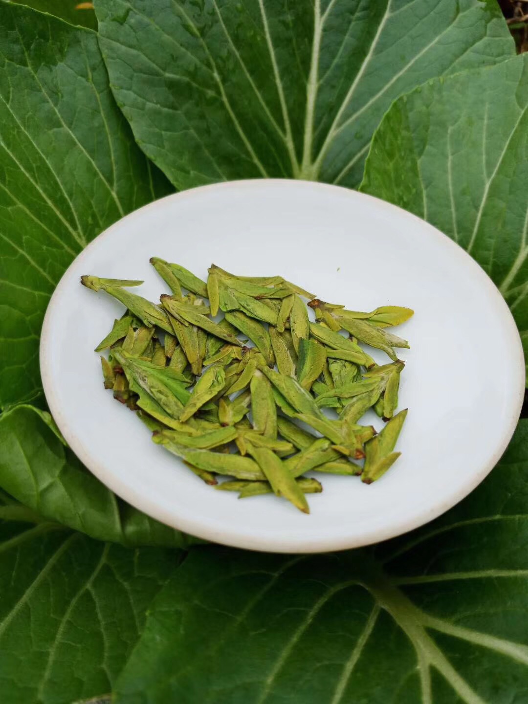 西湖龙井茶冲泡方法简介,西湖龙井茶如何冲泡