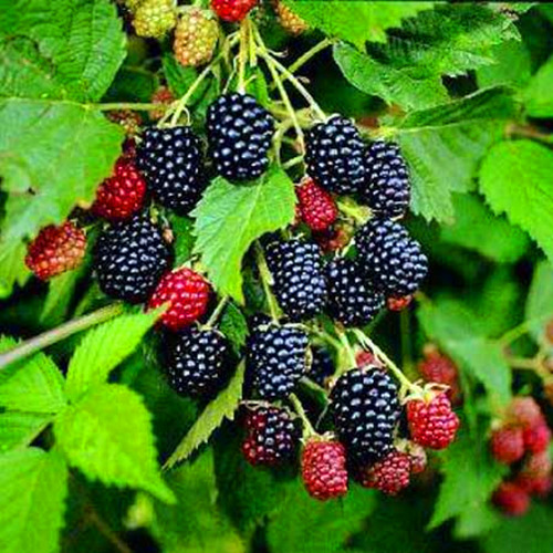 桑葚采摘容易压坏,桑葚刚摘回来吃了会怎样