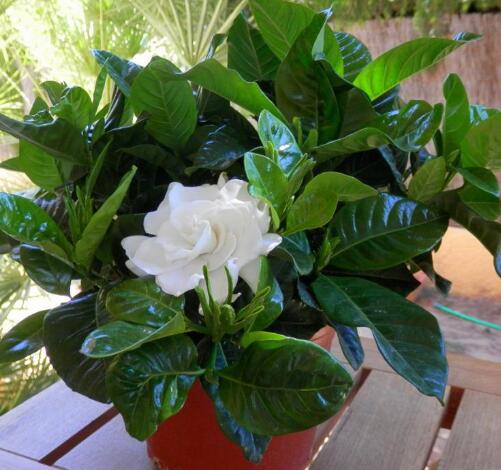 栀子花怎么养不黄叶叶子绿油油,栀子花黄叶的原因及处理方法图片