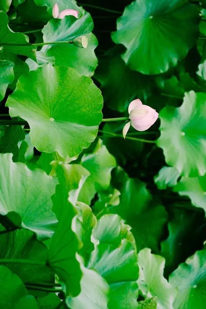 夏天吃荷叶，祛湿补阳、解暑清热！还没吃过就很可惜了