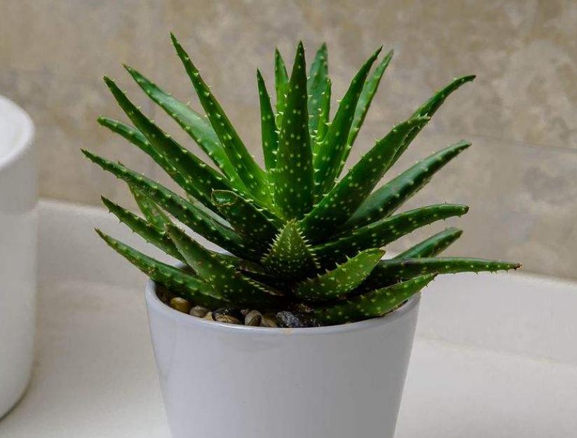 盆栽芦荟底部叶片干黄怎么办,养芦荟怎么规避黄叶落叶