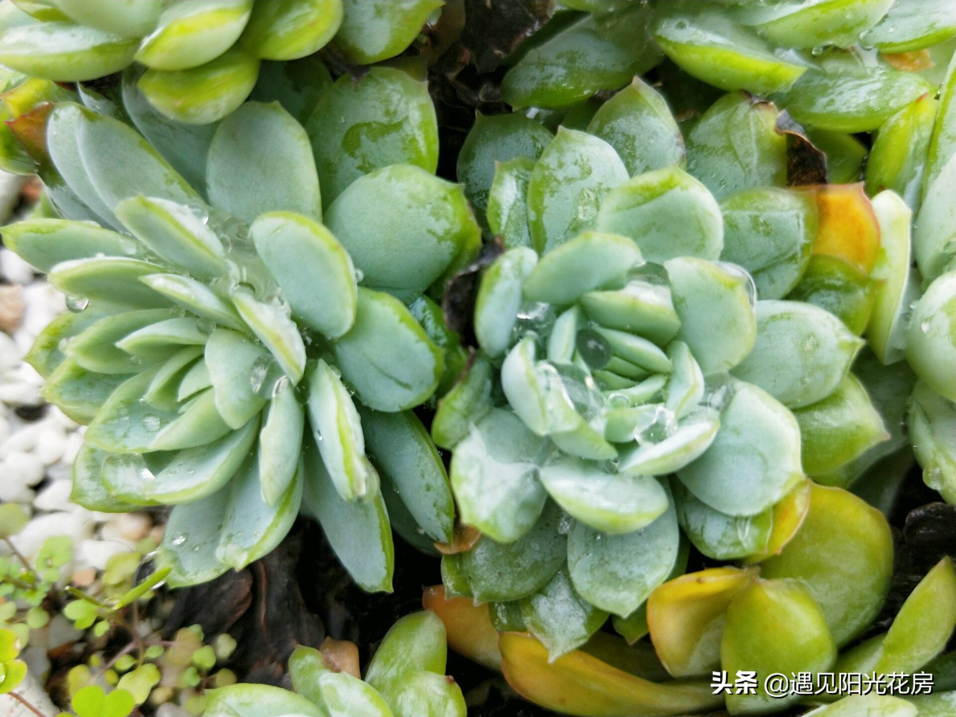 多肉冰莓,超大多肉冰莓