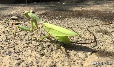 农村路上看到一条铁丝,在农村遇到这种电线不要碰