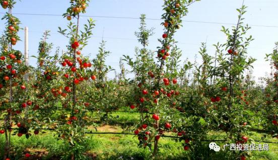 嫽扎咧！携手西部陆海新通道桂陕合作再谱新篇章——自治区投资促进局组队赴陕西开展“民企入桂”精准招商