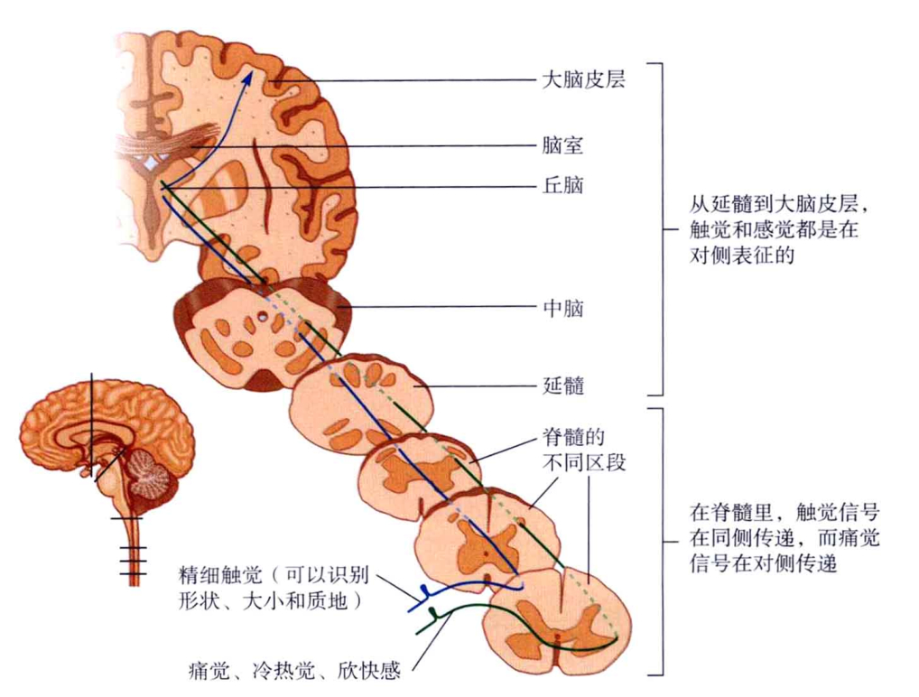 心理学的生物学基础知识,生物心理学知识书籍