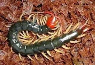 民间真有下蛊这种邪术吗,民间邪术养蛊是真的吗