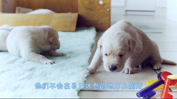 狗狗在家乱冲乱撞训练,怎么训练狗狗不乱拉屎拉尿